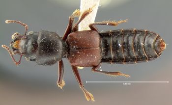 Media type: image;   Entomology 6522 Aspect: habitus dorsal view